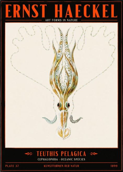 Ernst Haeckel Teuthis Pelagica No2 - Plakat