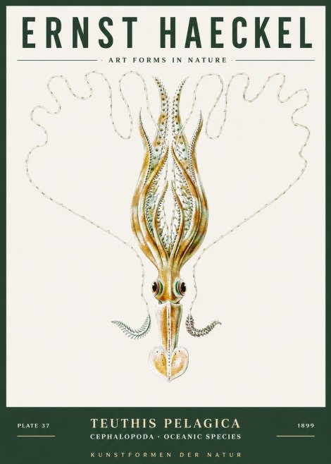 Ernst Haeckel Teuthis Pelagica No3 - Plakat