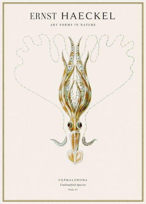 Ernst Haeckel Teuthis Pelagica No4 - Plakat