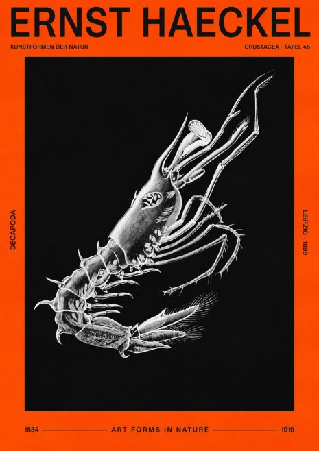 Ernst Haeckel Decapoda the Crustaceans No3 - Plakat