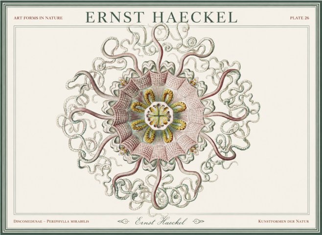 Ernst Haeckel Discomedusae – Actiniae No5 - Plakat