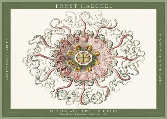 Ernst Haeckel Discomedusae – Actiniae No6 - Plakat