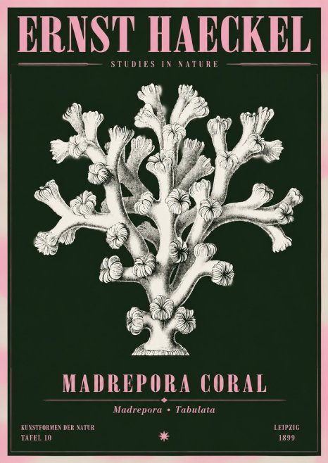 Ernst Haeckel Corallium Rubrum I No5 - Plakat