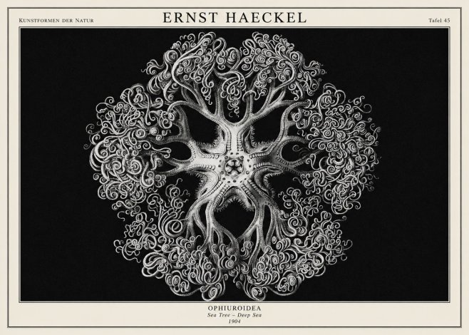 Ernst Haeckel Ophiuroidea Sea Tree - Deep Sea No1 - Plakat