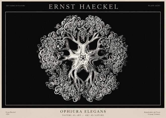 Ernst Haeckel Ophiuroidea Sea Tree - Deep Sea No3 - Plakat