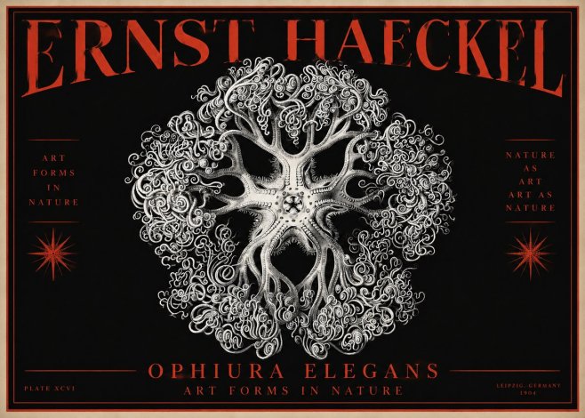 Ernst Haeckel Ophiuroidea Sea Tree - Deep Sea No4 - Plakat