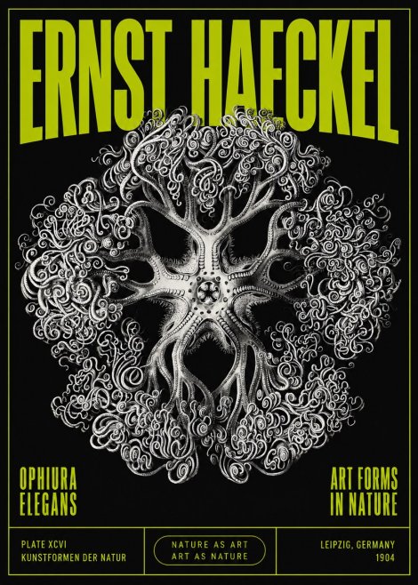 Ernst Haeckel Ophiuroidea Sea Tree - Deep Sea No5 - Plakat