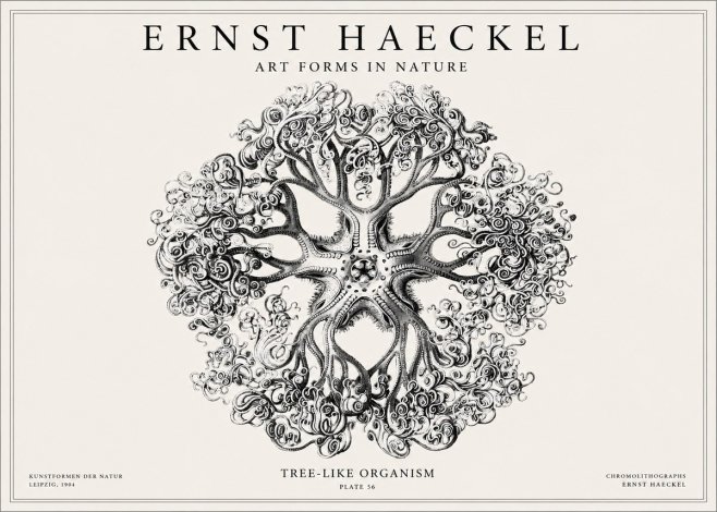 Ernst Haeckel Tree-like Organism No1 - Plakat
