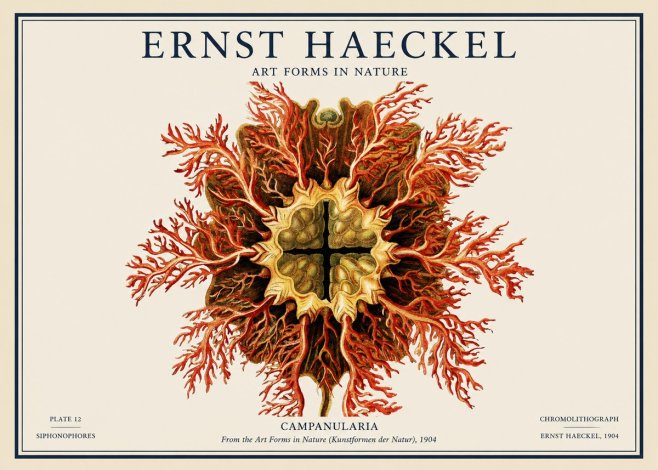 Ernst Haeckel Tetractinellida a Radiolarian from the Deep Sea No4 - Plakat