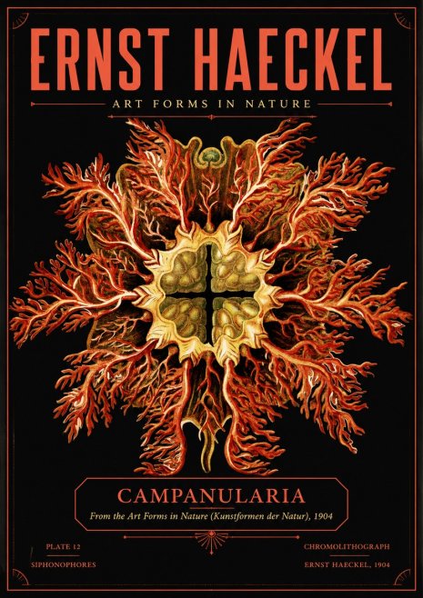 Ernst Haeckel Tetractinellida a Radiolarian from the Deep Sea No5 - Plakat