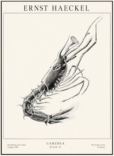 Ernst Haeckel Caridea Plate 27 No1 - Plakat