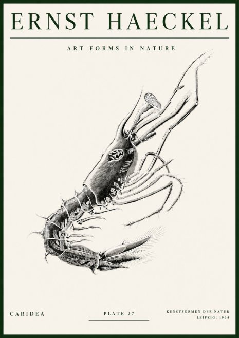 Ernst Haeckel Caridea Plate 27 No3 - Plakat