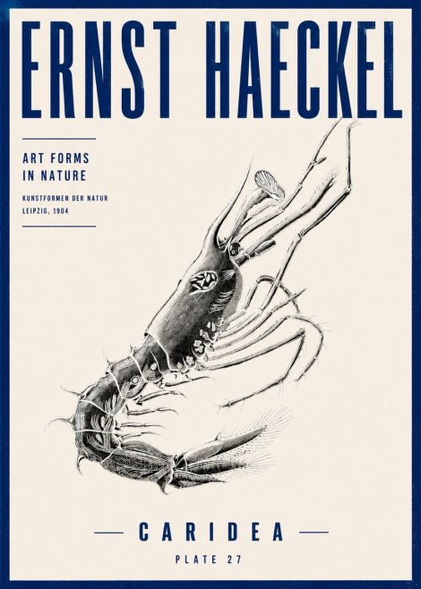 Ernst Haeckel Caridea Plate 27 No4 - Plakat