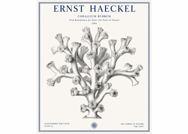 Ernst Haeckel Corallium Rubrum II No1 - Plakat