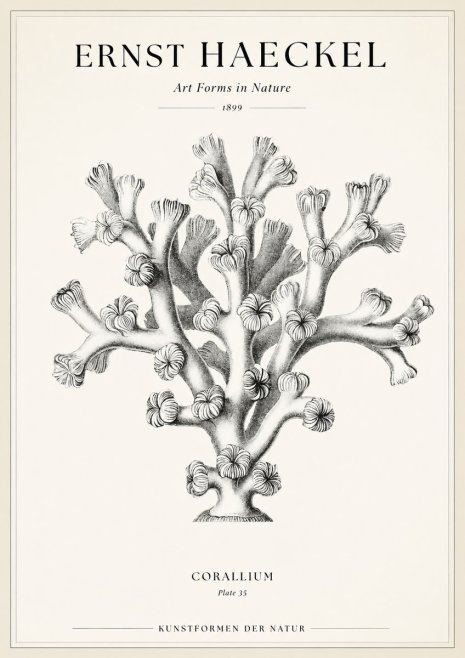 Ernst Haeckel Corallium Rubrum II No2 - Plakat
