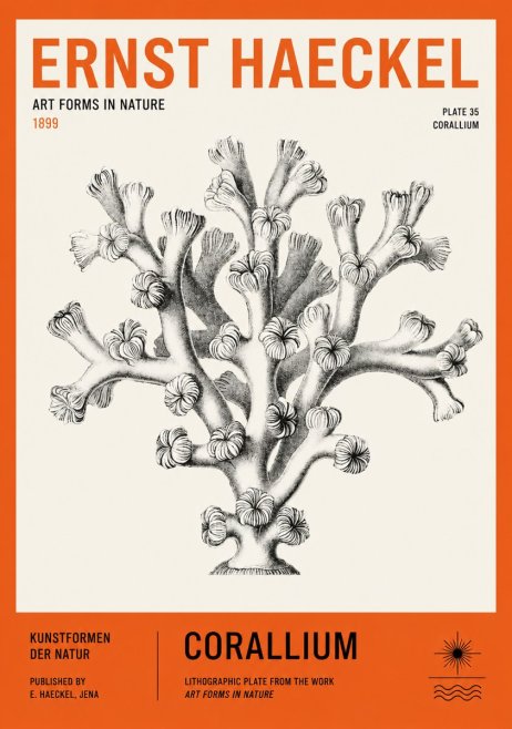 Ernst Haeckel Corallium Rubrum II No3 - Plakat