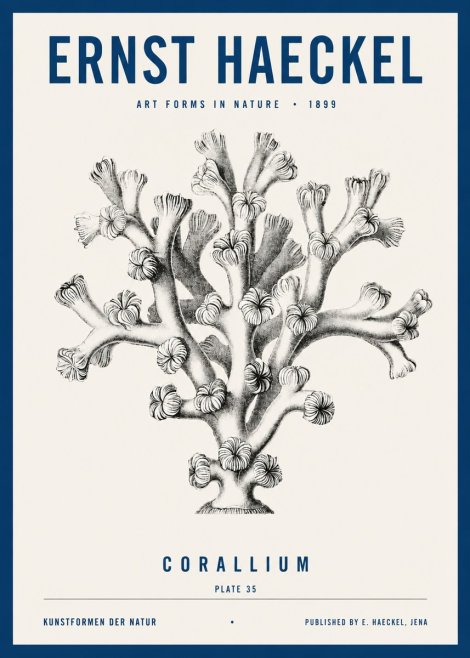 Ernst Haeckel Corallium Rubrum II No4 - Plakat
