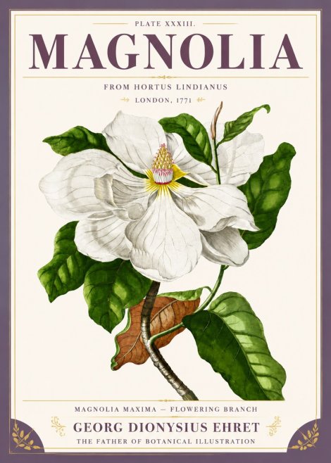 Georg Dionysius Ehret Magnolia Maxima - Flowering Branch No5 - Plakat