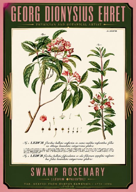 Georg Dionysius Ehret Swamp Rosemary (Ledum Palustre) No5 - Plakat