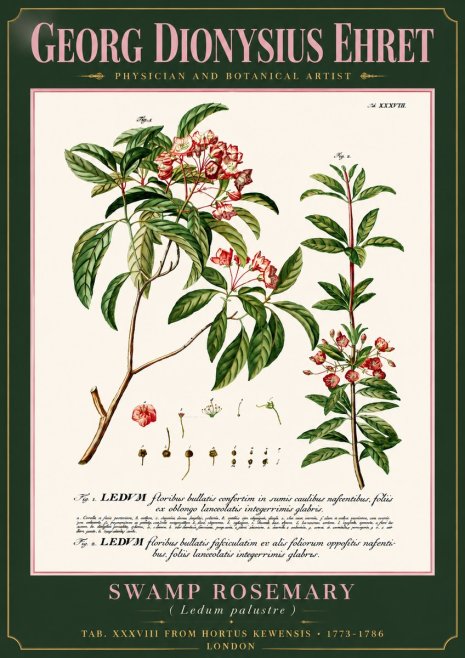 Georg Dionysius Ehret Swamp Rosemary (Ledum Palustre) No6 - Plakat