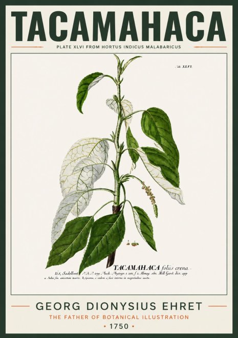Georg Dionysius Ehret Tacamahaca (Saddlewood) No4 - Plakat