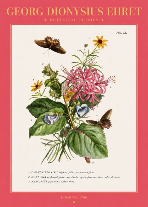 Georg Dionysius Ehret Botanical Studies - Plate Ix No2 - Plakat