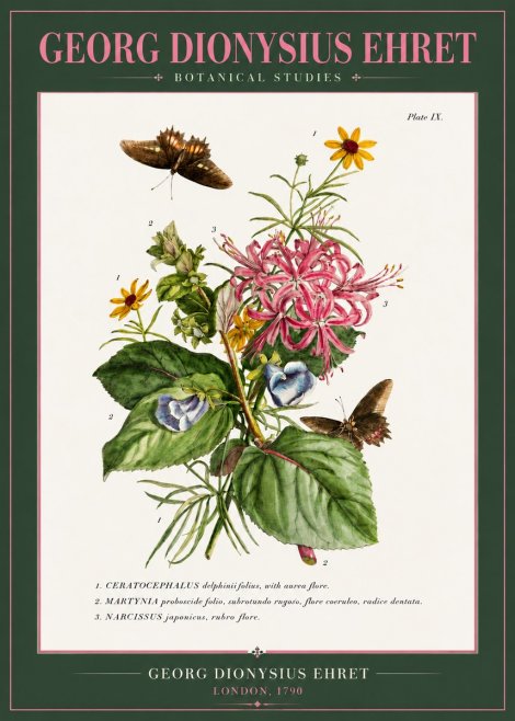 Georg Dionysius Ehret Botanical Studies - Plate Ix No3 - Plakat