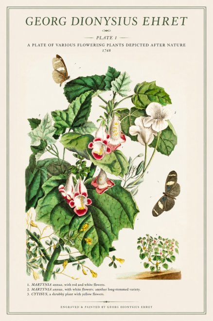 Georg Dionysius Ehret A Plate of Various Flowering Plants Depicted After Nature 1748 No1 - Plakat