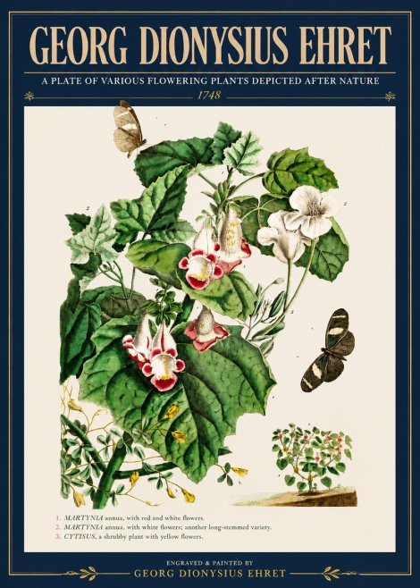 Georg Dionysius Ehret A Plate of Various Flowering Plants Depicted After Nature 1748 No4 - Plakat