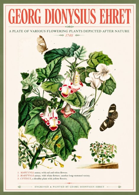 Georg Dionysius Ehret A Plate of Various Flowering Plants Depicted After Nature 1748 No5 - Plakat