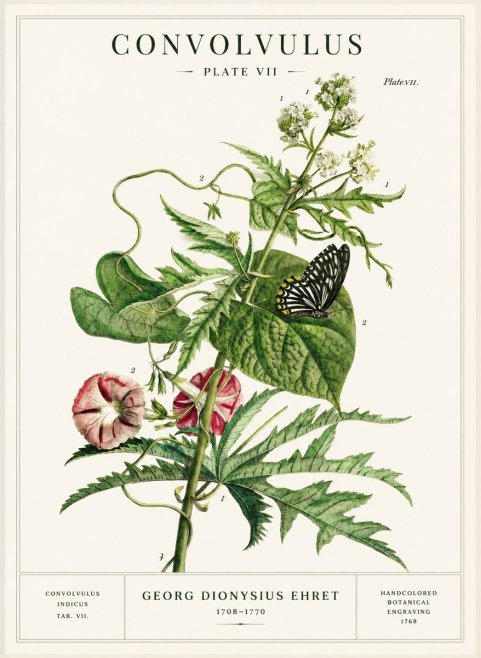 Georg Dionysius Ehret Convolvulus - Plate Vii No1 - Plakat