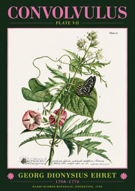 Georg Dionysius Ehret Convolvulus - Plate Vii No2 - Plakat