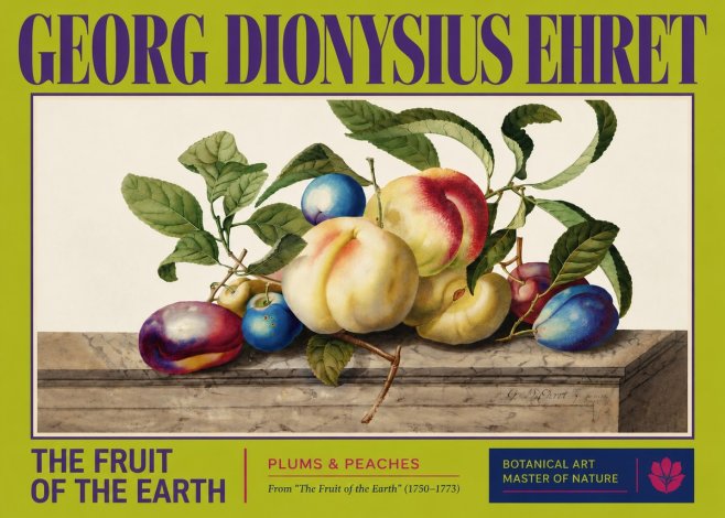 Georg Dionysius Ehret Plums & Peaches No3 - Plakat