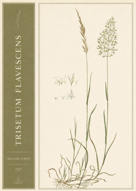 William Curtis Trisetum Flavescens I No2 - Plakat