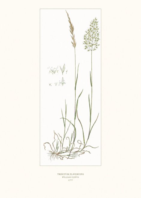 William Curtis Trisetum Flavescens I No6 - Plakat