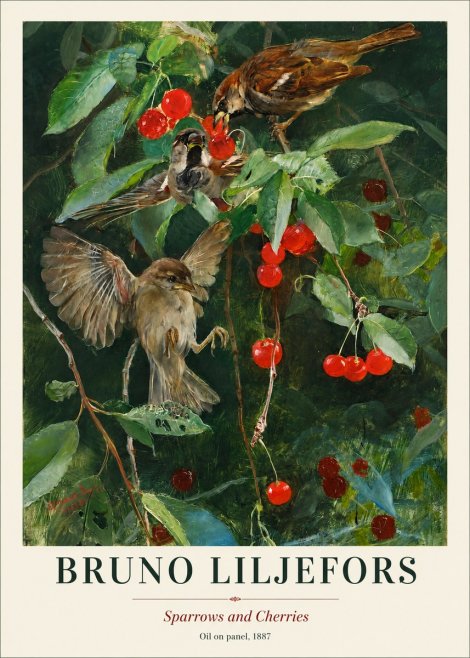Bruno Liljefors Sparrows and Cherries No1 - Plakat