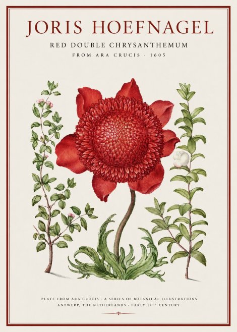 Joris Hoefnagel Red Double Chrysanthemum No1 - Plakat