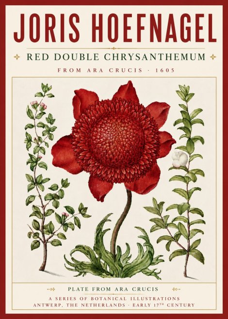Joris Hoefnagel Red Double Chrysanthemum No5 - Plakat