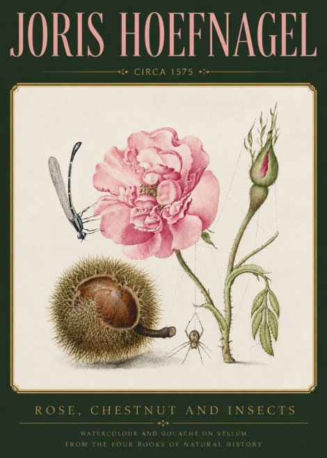 Joris Hoefnagel Rose, Chestnut and Insects No3 - Plakat