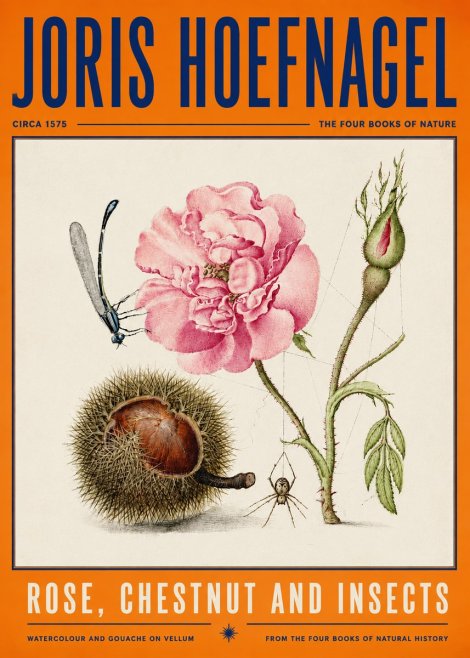 Joris Hoefnagel Rose, Chestnut and Insects No4 - Plakat