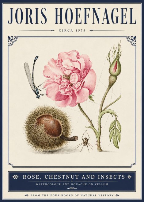 Joris Hoefnagel Rose, Chestnut and Insects No5 - Plakat