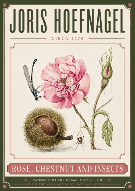 Joris Hoefnagel Rose, Chestnut and Insects No6 - Plakat