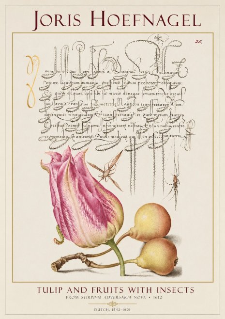 Joris Hoefnagel Tulip and Fruits with Insects No1 - Plakat