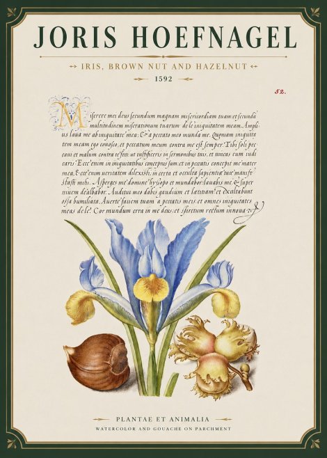 Joris Hoefnagel Iris, Brown Nut and Hazelnut No3 - Plakat