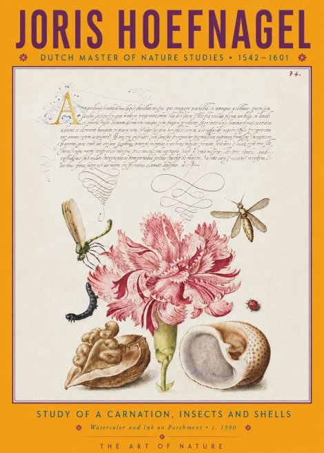 Joris Hoefnagel Study of a Carnation, Insects and Shells No4 - Plakat