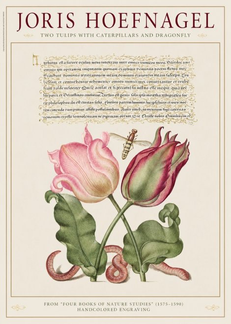 Joris Hoefnagel Two Tulips with Caterpillars and Dragonfly No1 - Plakat
