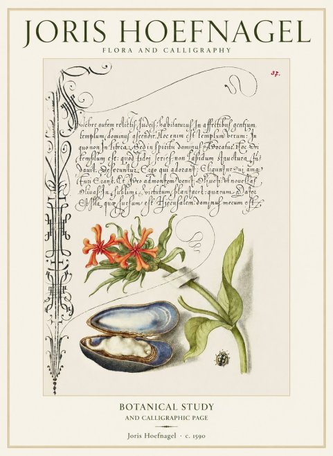 Joris Hoefnagel Botanical Study and Calligraphic Page No1 - Plakat