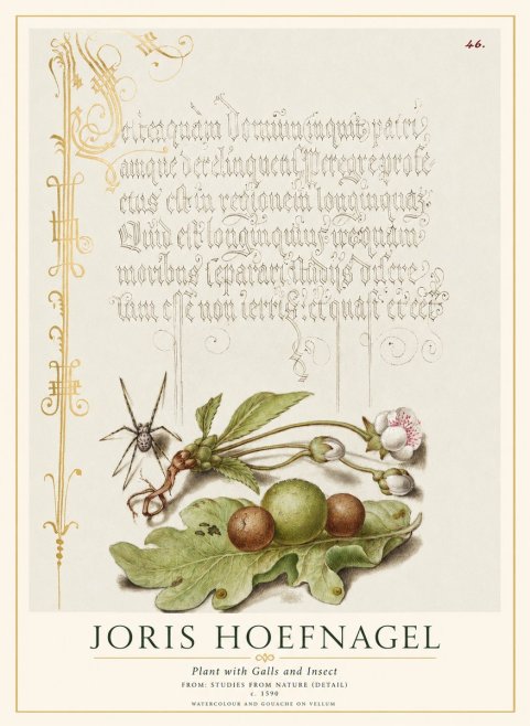 Joris Hoefnagel Plant with Galls and Insect No1 - Plakat
