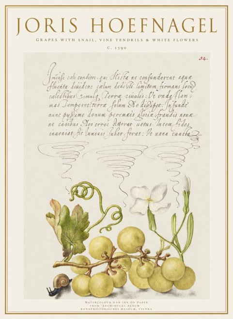 Joris Hoefnagel Grapes with Snail, Vine Tendrils & White Flowers No1 - Plakat