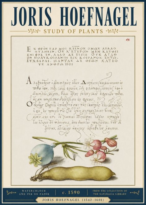 Joris Hoefnagel Study of Plants I No4 - Plakat